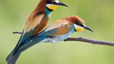Albertirsa Gyurgyalagos