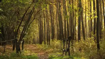 Algyo Hullamteri Tanosveny