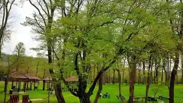 Alsopere Arboretum 1