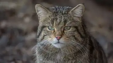 Alsoregmec Vadmacska Tanosveny