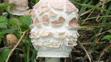 Asotthalom Gargyan Erdei Pihenopark