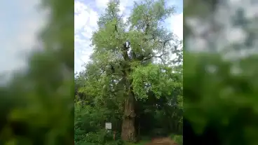 Asotthalom Ruzsafa 1