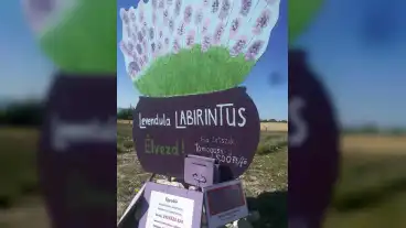 Aszofo Levendula Labirintus 1