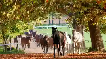 Babolna Magyar Nemzeti Menesbirtok 1