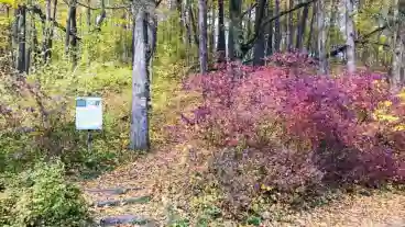 Bakonybel Boroszlan Tanosveny 01