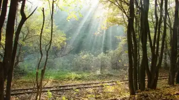 Bakonyszentkiraly Tanosveny