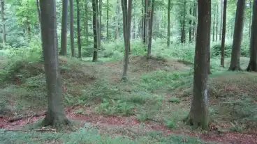 Bakonyszucs Szazhalom Halomsirok 1