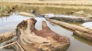 Balatonalmadi Kocsi To Tanosveny 06