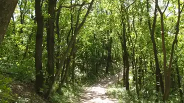 Balatonfoldvar Parkerdo 1