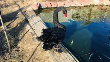 Balatoni Madarkert 3