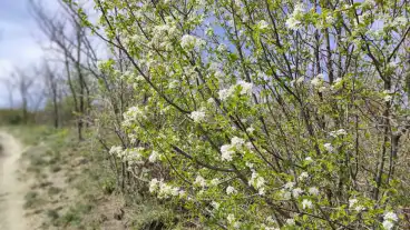 Balatonkenese Tatorjan Tanosveny 01