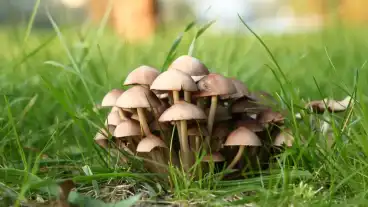 Bejcgyertyanos Gombaismereti Tanosveny