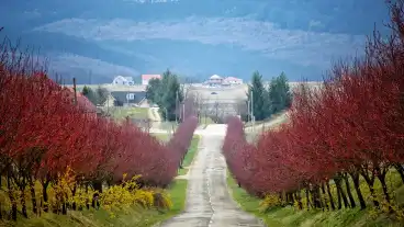 Berkenye Verszilva Safos