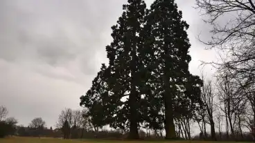 Budakeszi Mamutfenyok 1