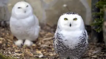 Friss fejlesztésekkel várja a látogatókat a Budakeszi Vadaspark