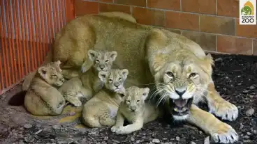 Budapest Allatkert 1