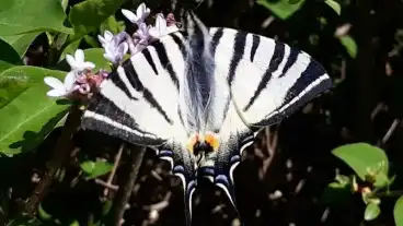 Budapest Soroksari Botanikus Kert 1