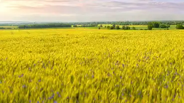 Buk Latvanyos Elmenytura