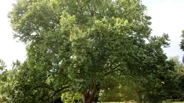 Cegenydanyad Kastelypark Tanosveny 1