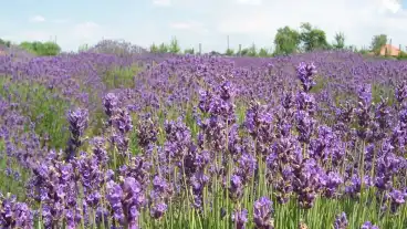 Cegled Kek Tenger Levendulas