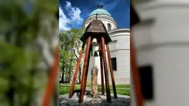 Cegled Szabadsag Faja