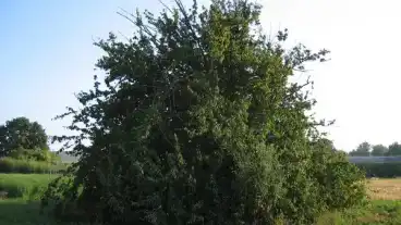 Csaszlo 400 Eves Somfa