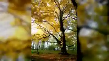 Csesznek Esterhazy Laszlo Emlekfa