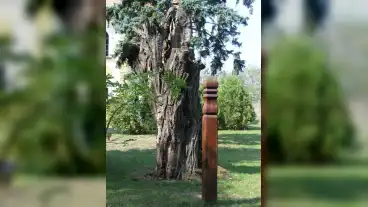 Csonge Tessedik Akac