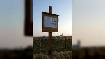 Csopak Olaszrizling Tanosveny