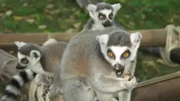 Debrecen Nagyaerdei Kulturpark Allatkertje 2