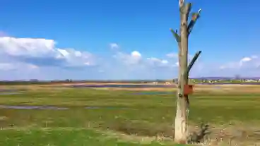 Dinnyes Madardal Tanosveny 03