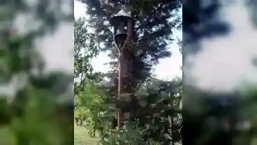 Domaszek Viharharang