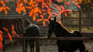 Domony Lazar Lovaspark 1