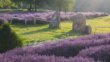 Dorgicse Levendula Major 1