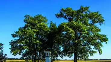 Dunakiliti Feher Kep