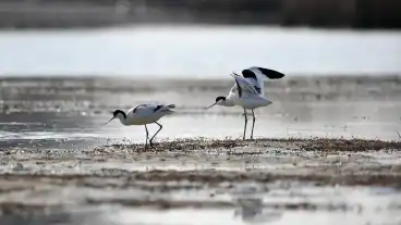 Dunatetetlen Boddi Szek