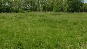 Ebergoc Orchidea Tanosveny 2