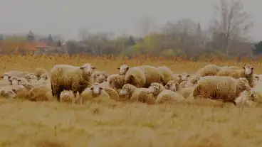 Farmos Kekbegy Tanosveny 1