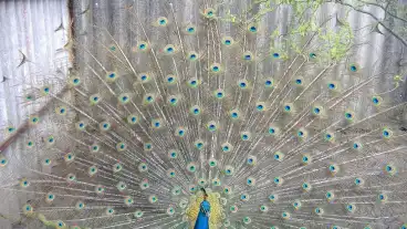 Fuzesgyarmat Allatfarm 1