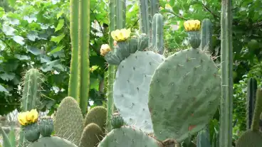 Gardony Kaktuszkert 1
