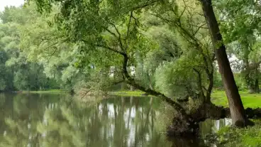 Gavavencsello Kacsa To