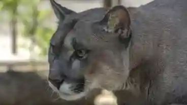 Gyongyos Allatkert 1