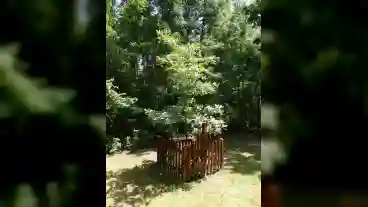 Gyor Az Elso Blogolo Tolgyfa 1