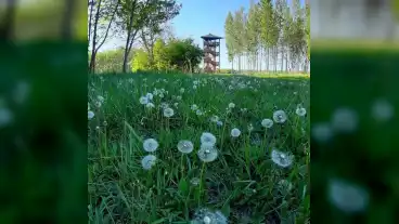 Gyorsovenyhaz Fricke Kilato