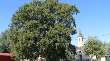 Gyorszemere Tunder Tolgy