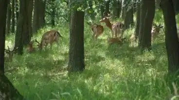 Gyula Galagonya Tanosveny