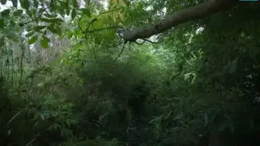 Gyula Nagy Bambuszkert 1