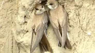 Halasztelek Homokhatsag Tanosveny 1