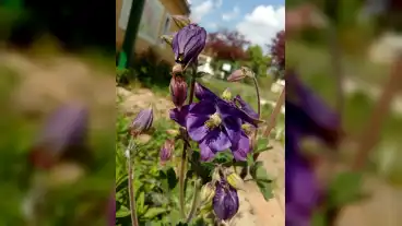 Halimba Dr Szalai Miklos Gyogynovenyes Kert 1