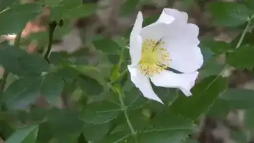 Homokmegy Tanosveny 1